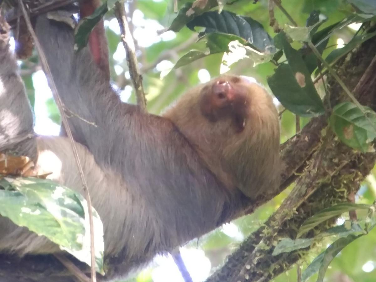 Hotel Casita Happy Feet And Tours Corcovado Drakes Bay Exterior foto